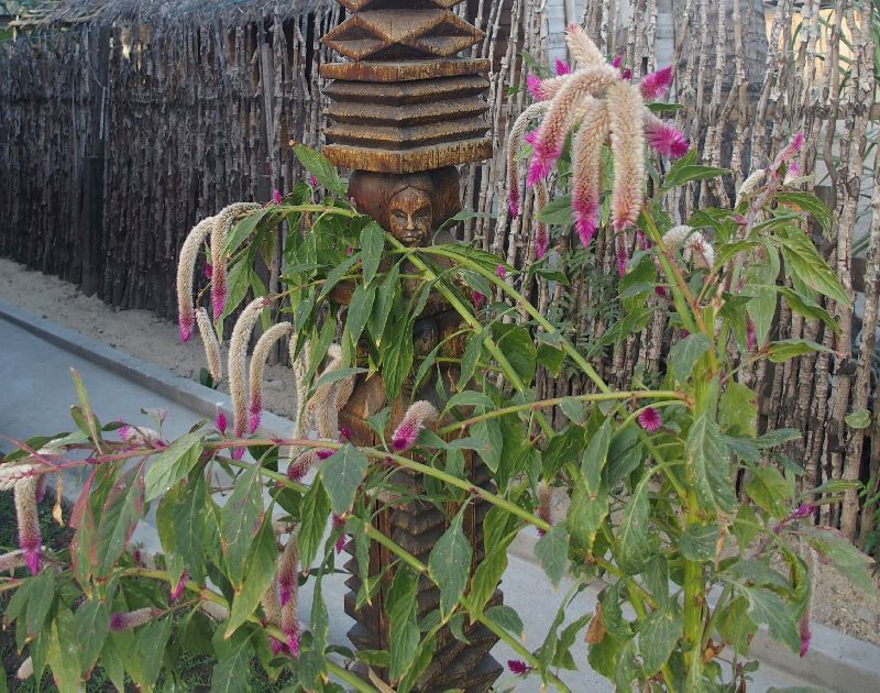 Dal Madagascar: Celosia argentea (Amaranthaceae)